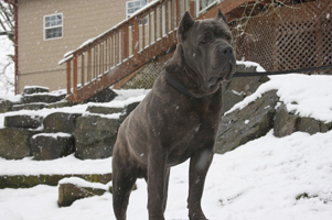 Old World's One Last Vandal